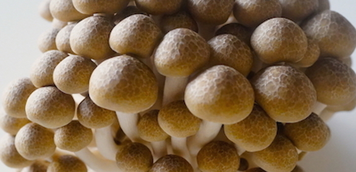 【管理栄養士監修】旬の「しめじ」は、栄養面でも価格面でも優秀な食材